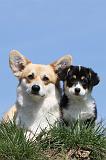 CORGI PEMBROKE 377